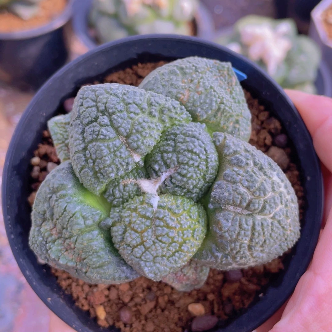 实生大宽叶连山牡丹