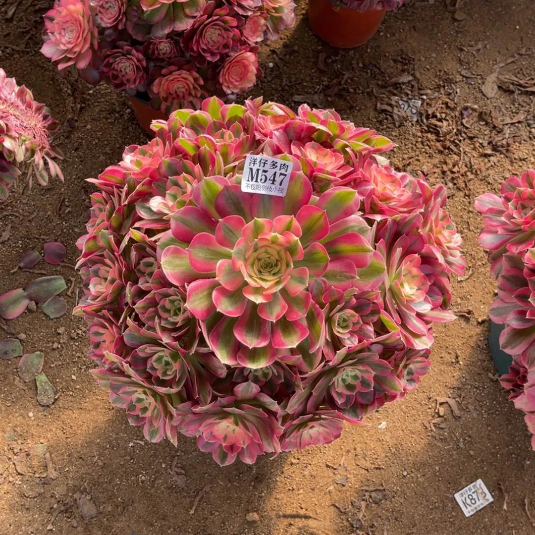 547粉女巫 冠幅45左右