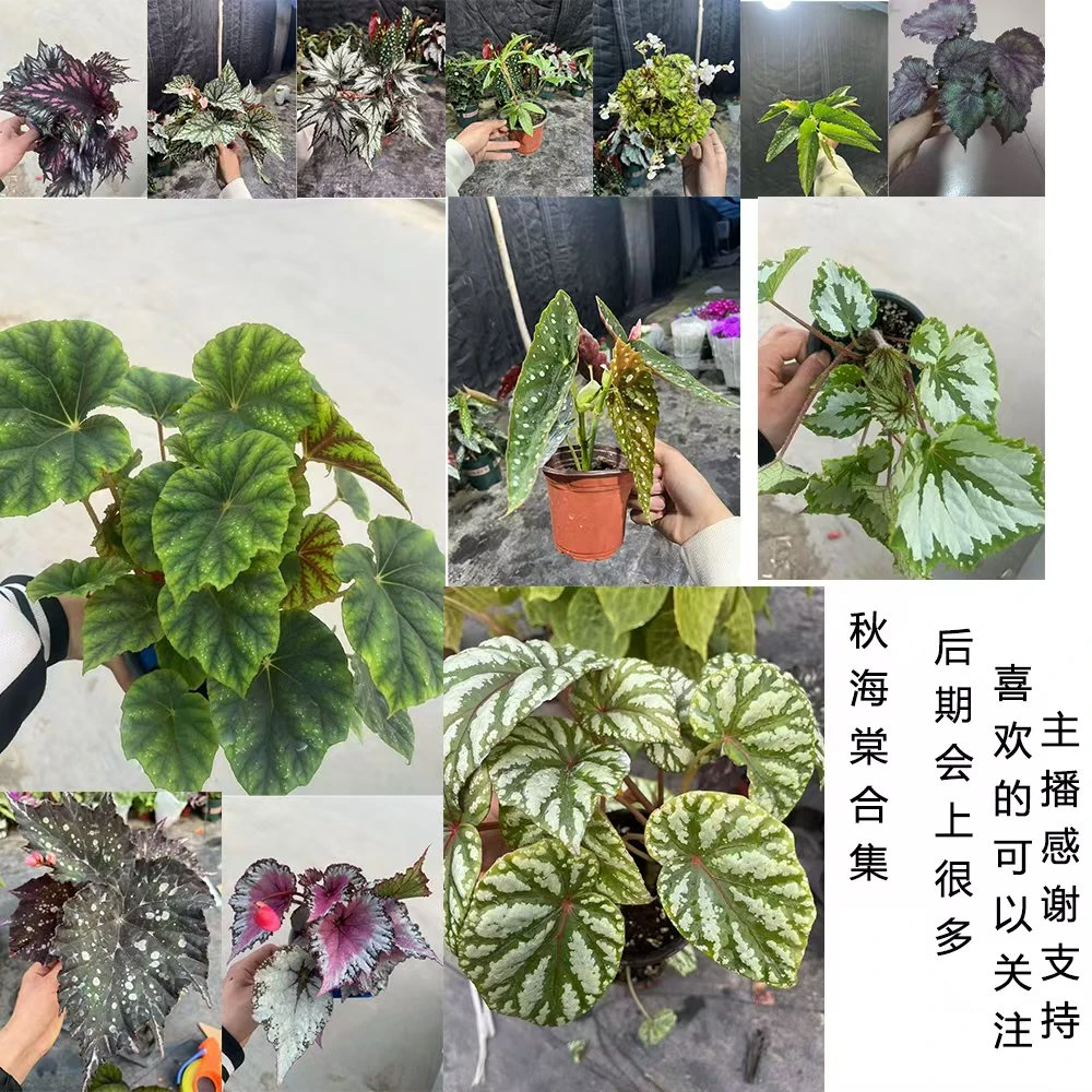 秋海棠随机一颗不包售后