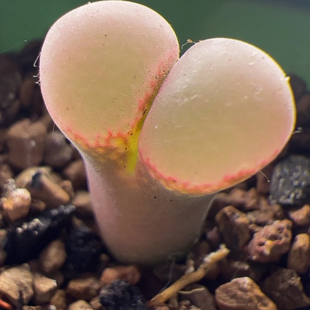 粉c10风铃玉肉锥 019