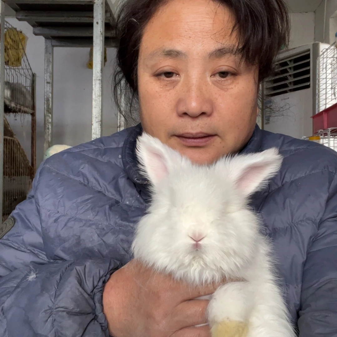 宠物兔英系安哥拉兔