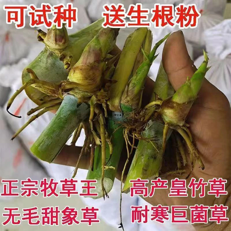 活动牧草种节甜象正宗红象耐寒皇竹草草种高产多年生菌草新鲜无毛