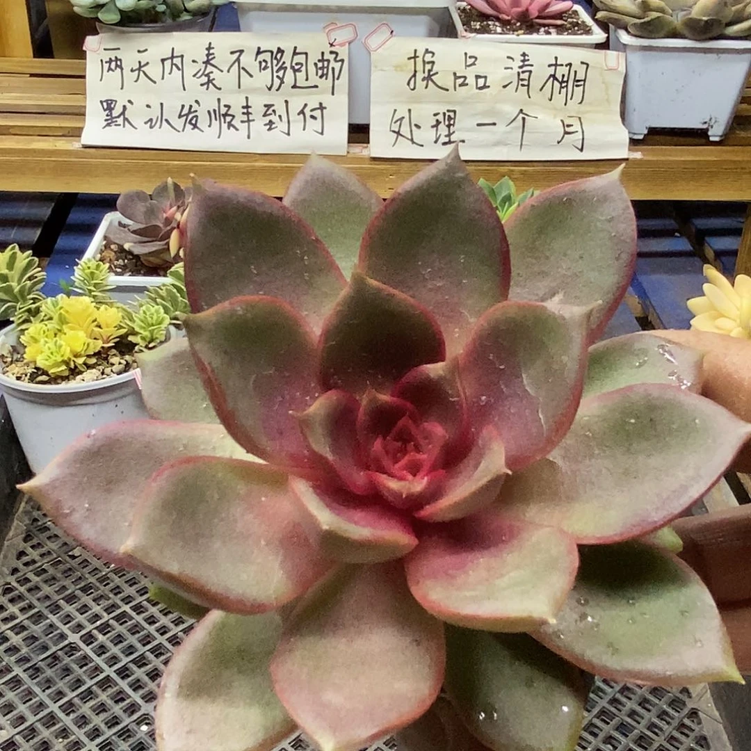 29170 发光玫瑰多肉