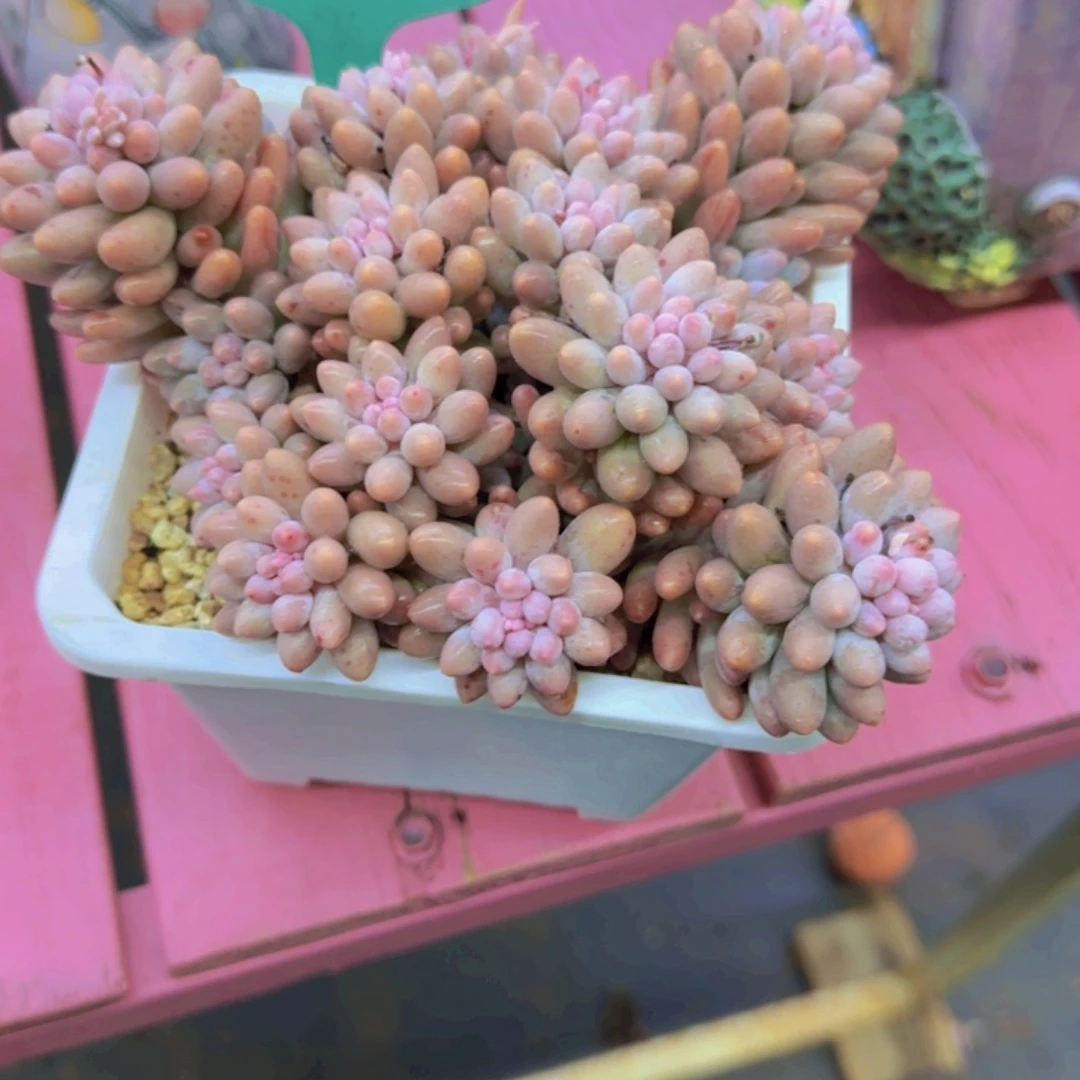 嗳*67多肉植物一物一拍