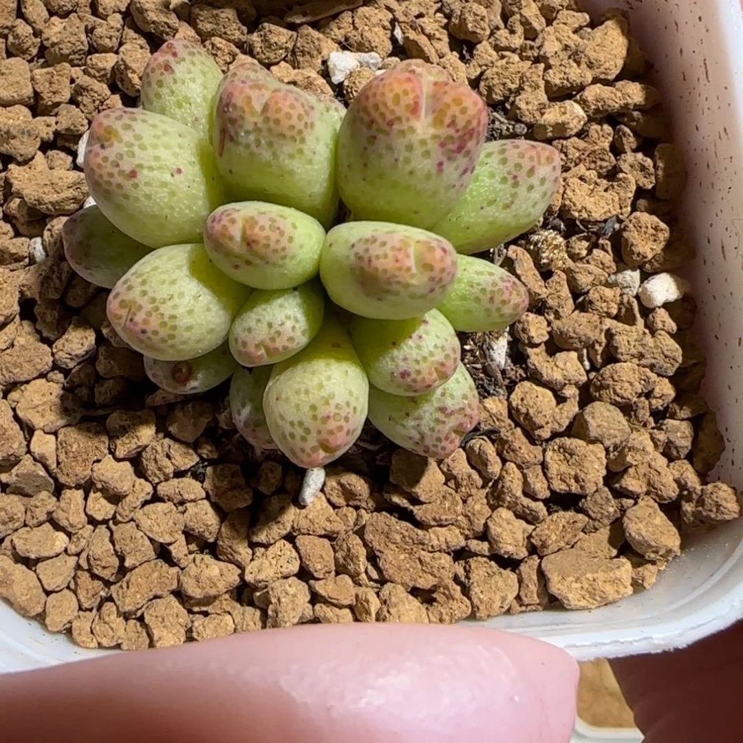 小****肉锥多肉植物组合-草莓斑马有疤260