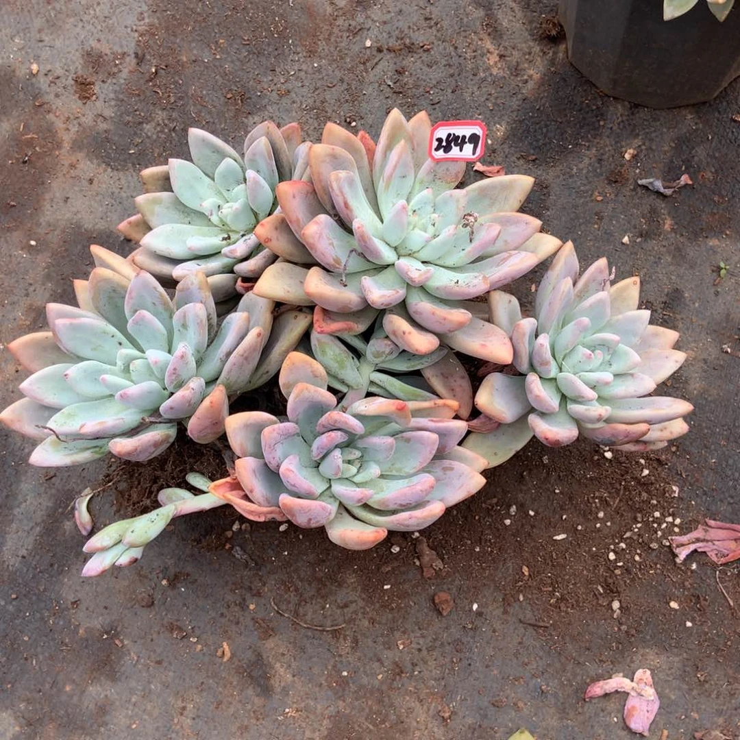 ?***菊奥普2849晓晓一物一拍