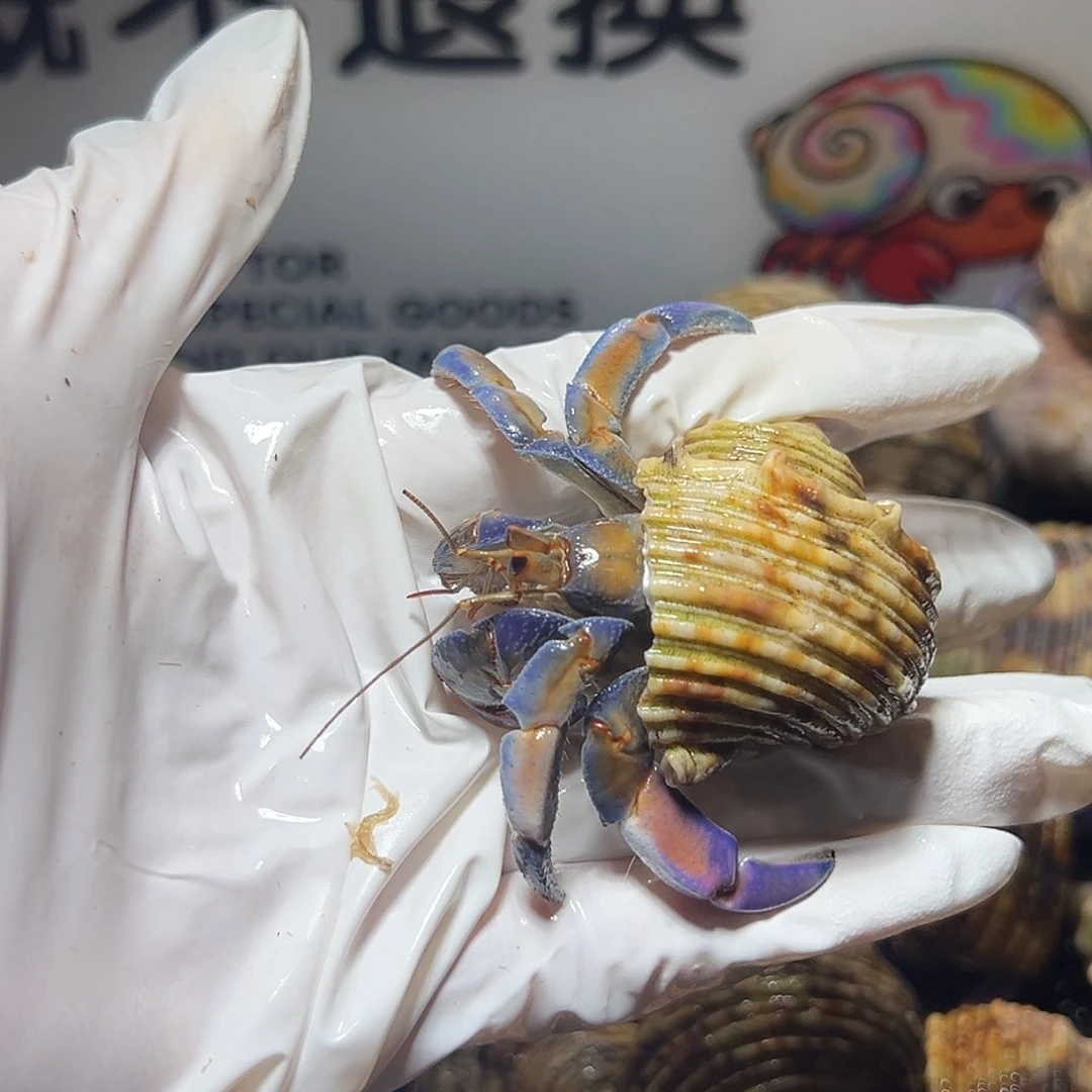 开播福利3紫陆2.5口