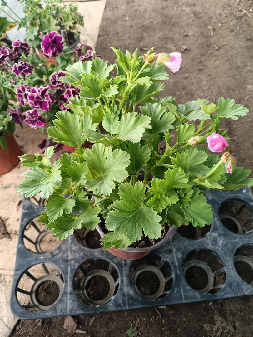 蝴蝶梅羊宝一物一拍