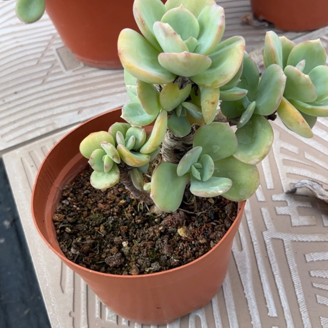 【闪购商品】无花朵颖**凡