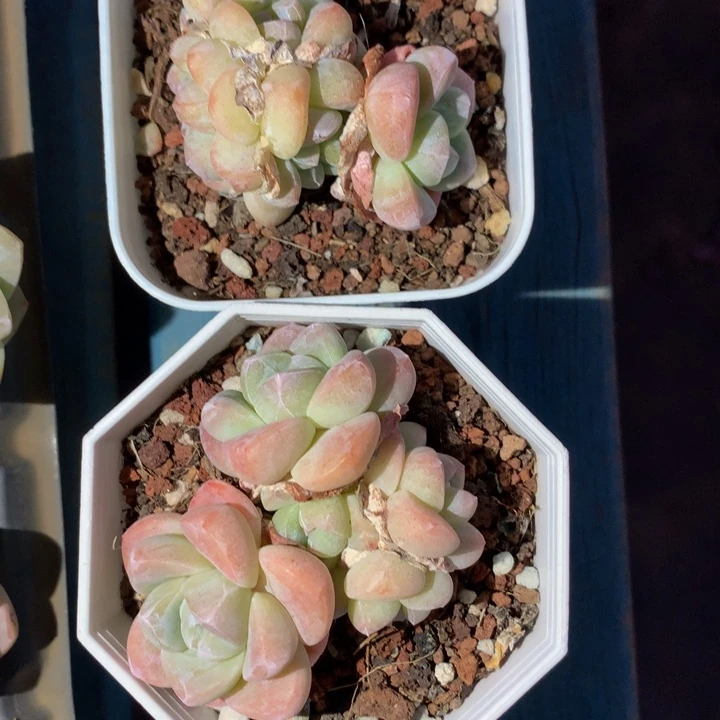 会***年精控冰玉群一物一拍
