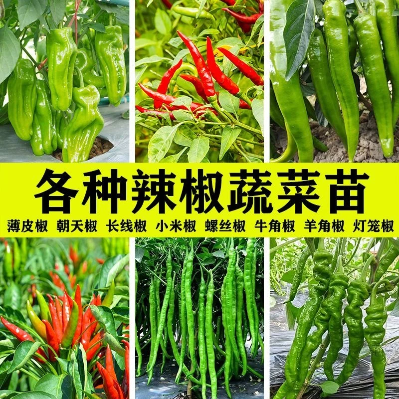 四季辣椒秧苗新鲜冬天辣椒苗线椒微辣长款青辣椒批发青椒特辣超辣