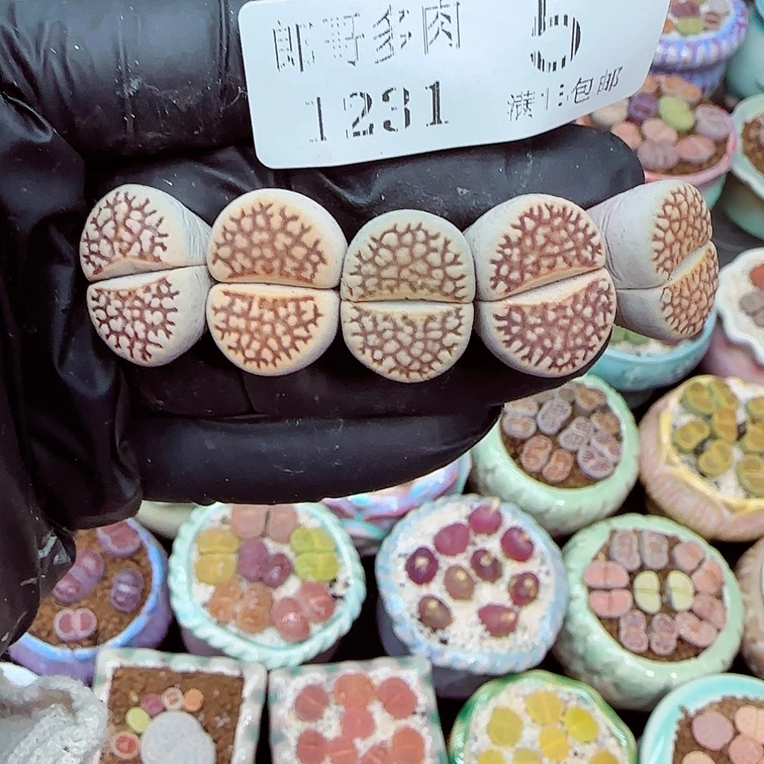 生石花满18包邮1231-5开播福利