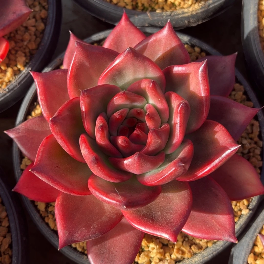 粉钻美肉多肉植物