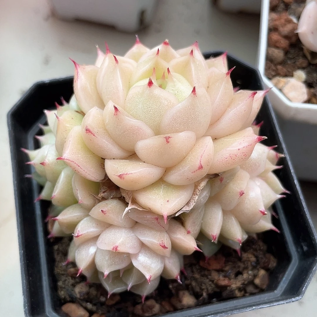 优选麦秆福利417