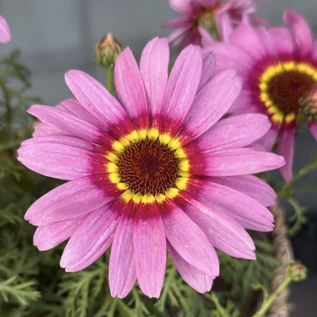 粉色大眼睛 格兰戴斯 大花 高颜值 阳台庭院 盆栽地栽 多季节开花