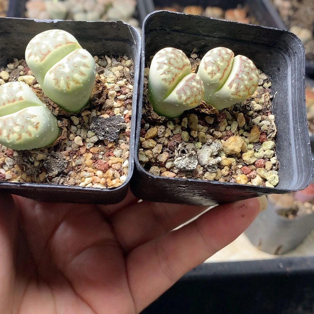 G42多肉植物保护研究所