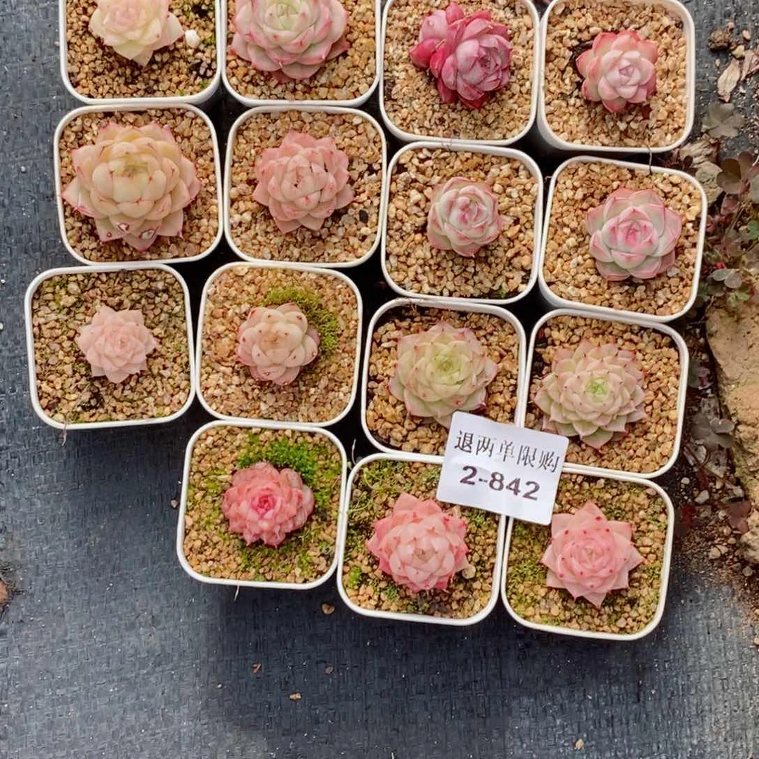 逆*逆2-842多肉多肉多肉多肉多肉