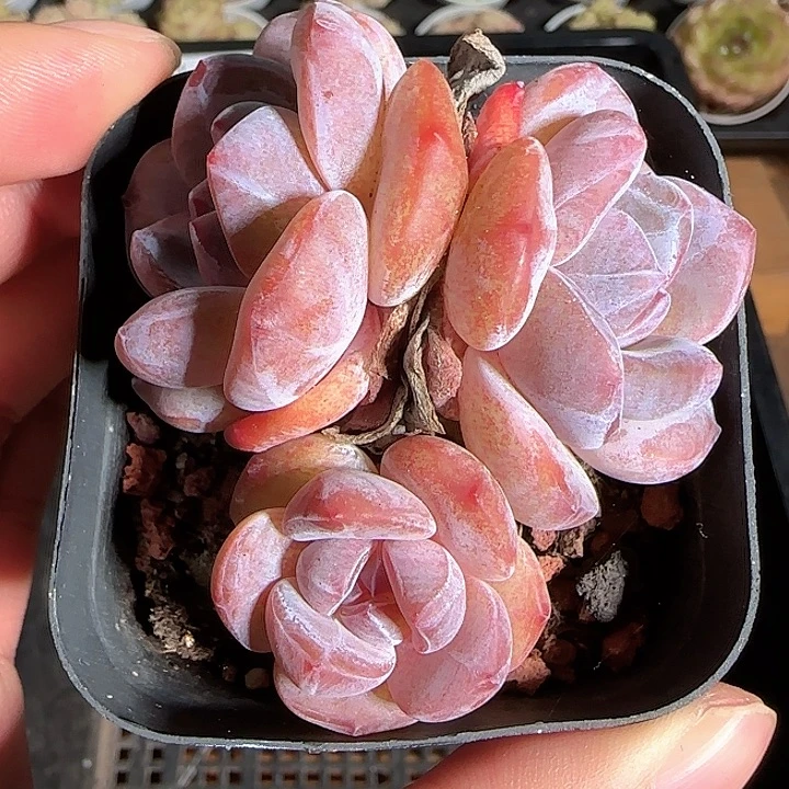 1119-------62石榴籽星影