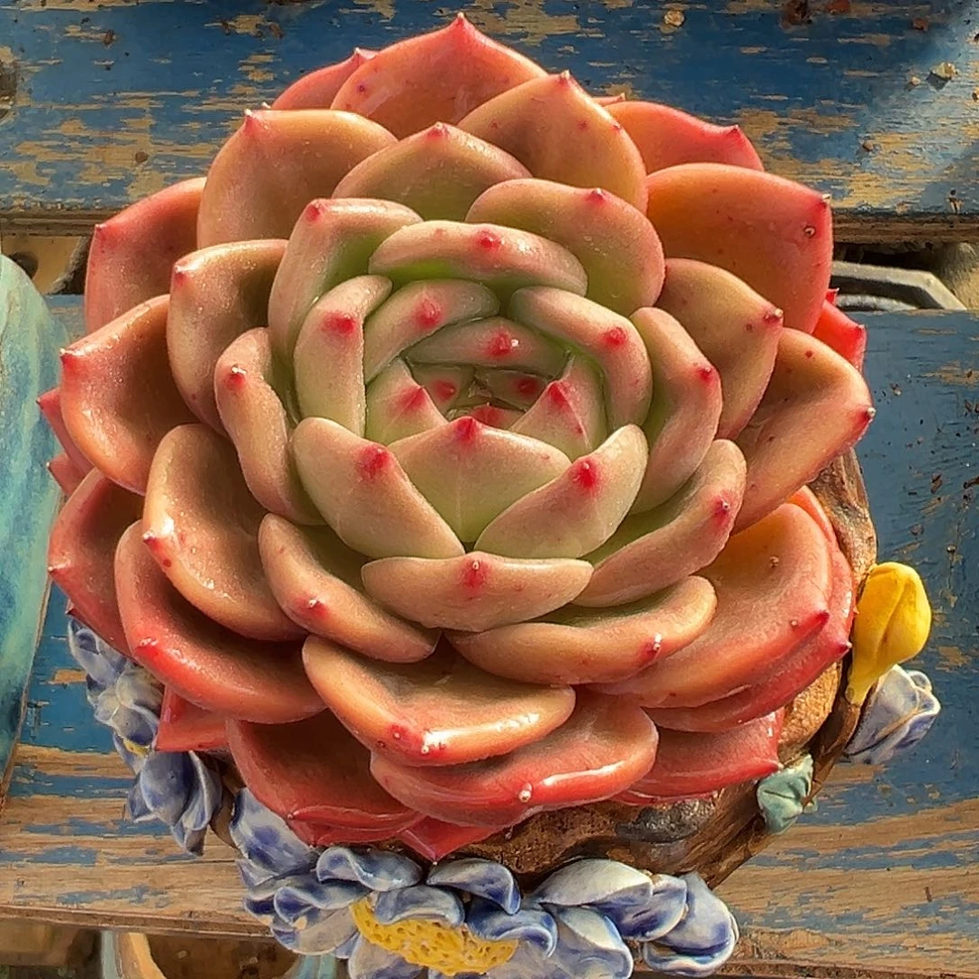 夏洛特香槟多肉植物