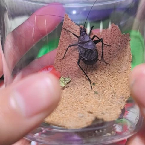 人工麒麟一条中短须个大