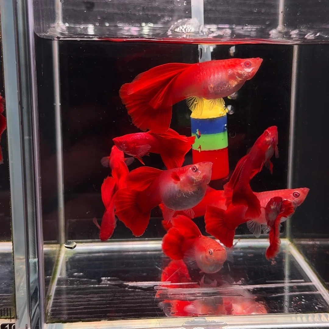 孔雀鱼红背美系血红8➕2条备损