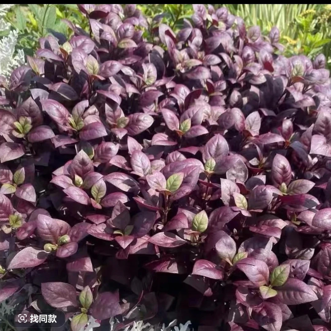 红莲子草盆栽阳台庭院绿植多年生宿根花卉耐热耐寒好养