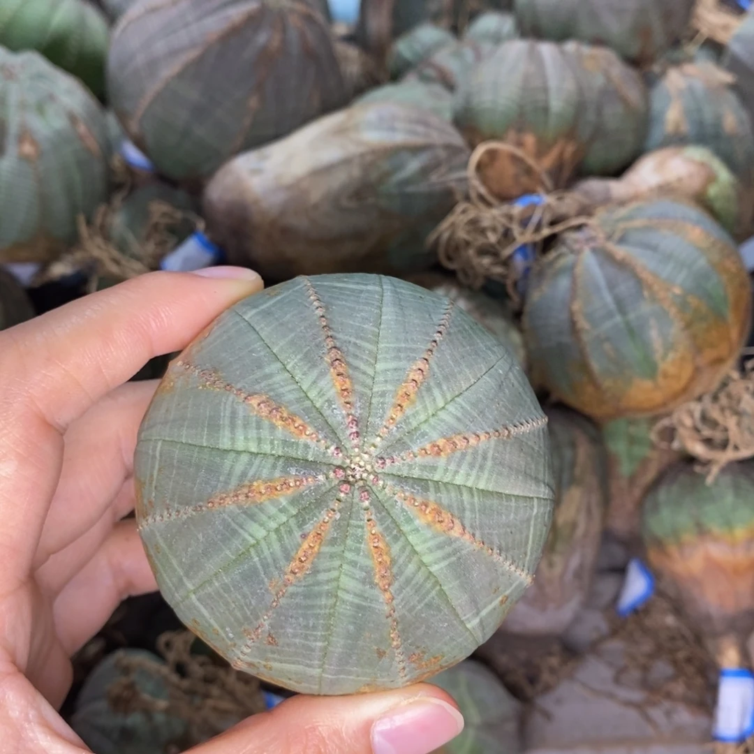 欧系实生布纹球一物一拍