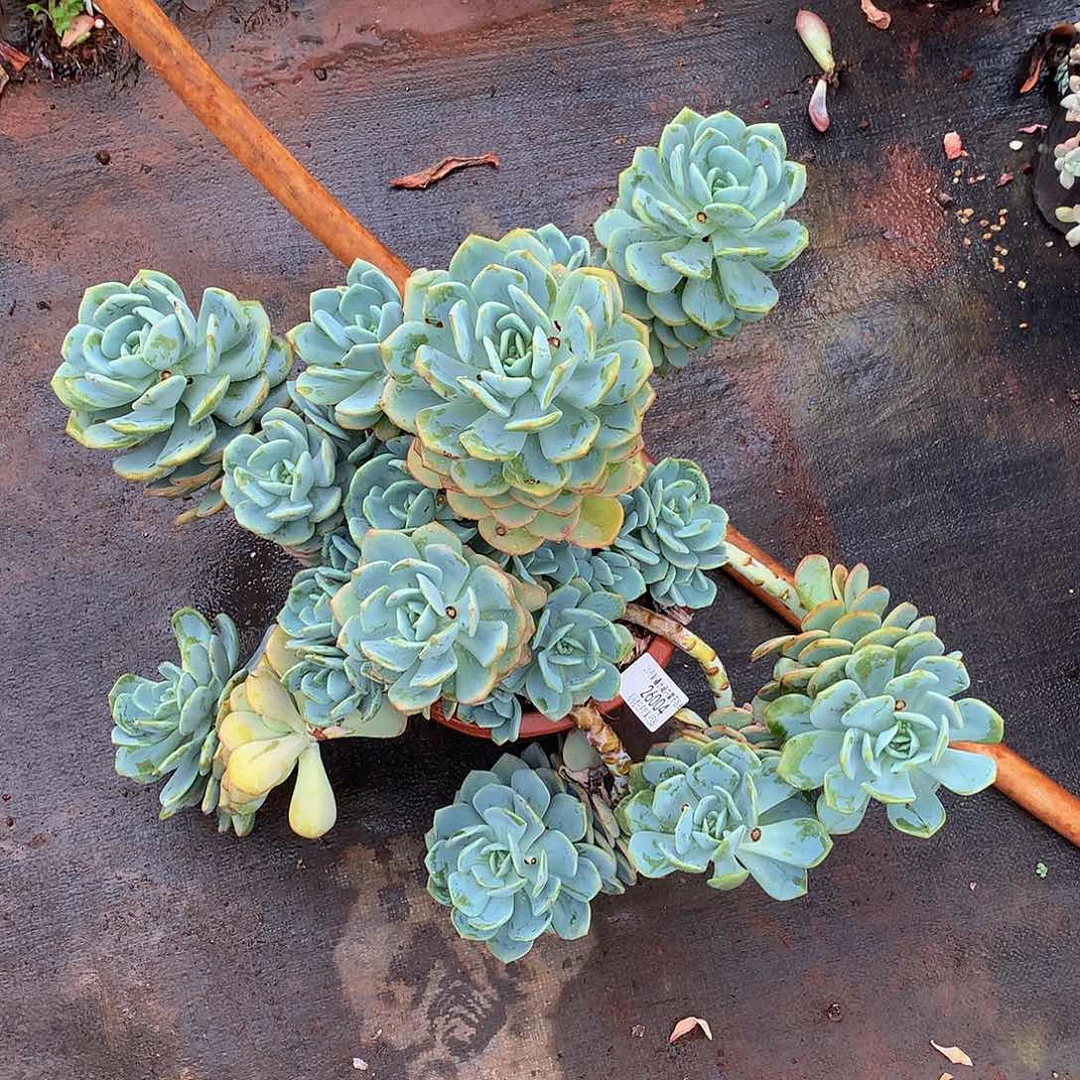 *️****白月光26004多肉多肉