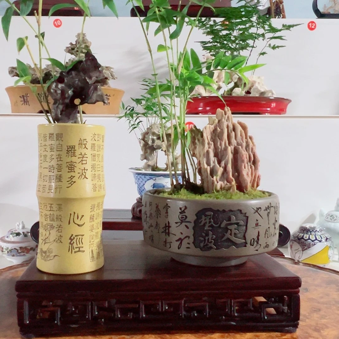 无花朵盆景，凤尾竹，风凌石