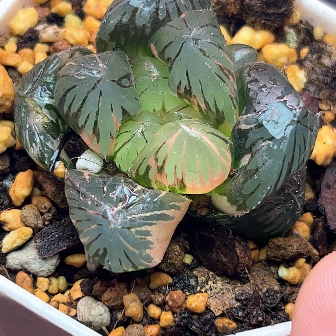 Om巨大化锦十二卷多肉植物