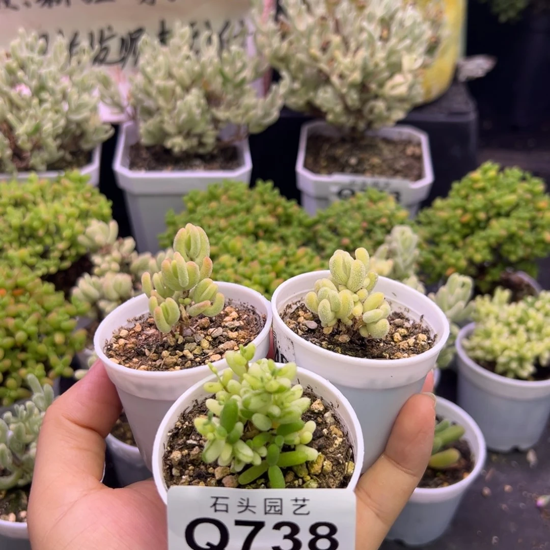 多肉植物超白钻石黄锦阴阳拉丝米粒锦