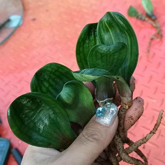 眼**景特色花卉君子兰小苗