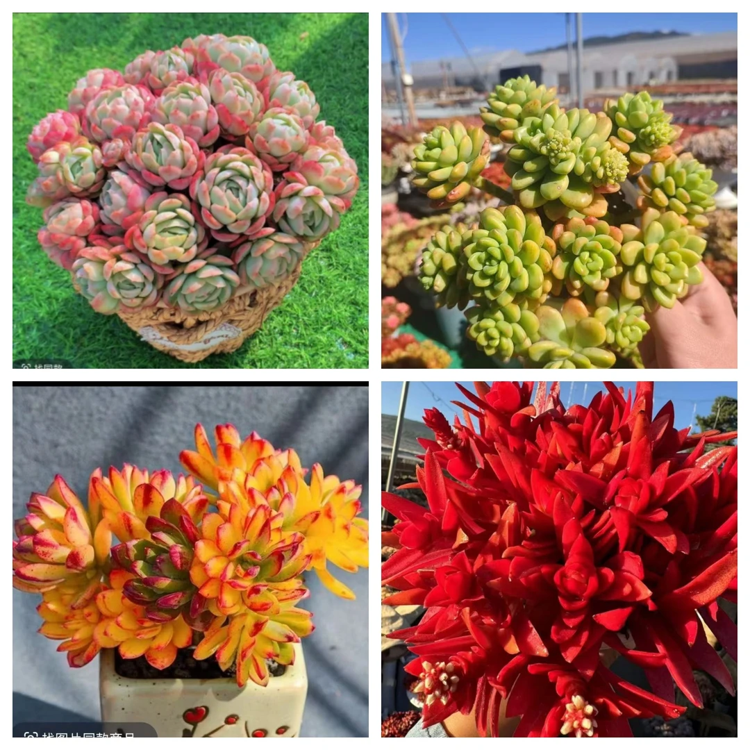 X贝瑞+草编篮组合 耐晒皮实 绿植 室内室外都能养