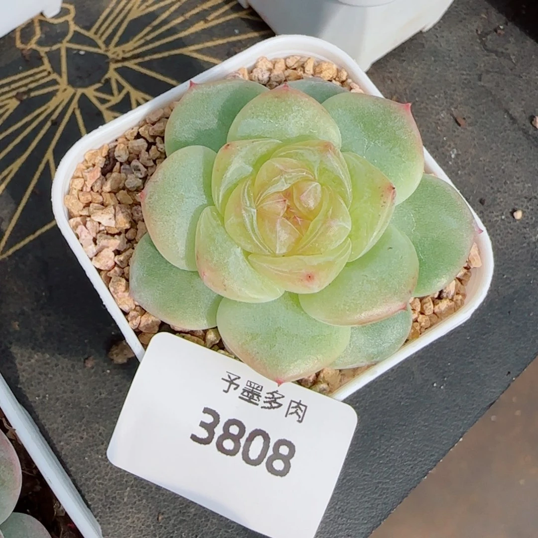 孤品珍妮，3808多肉植物