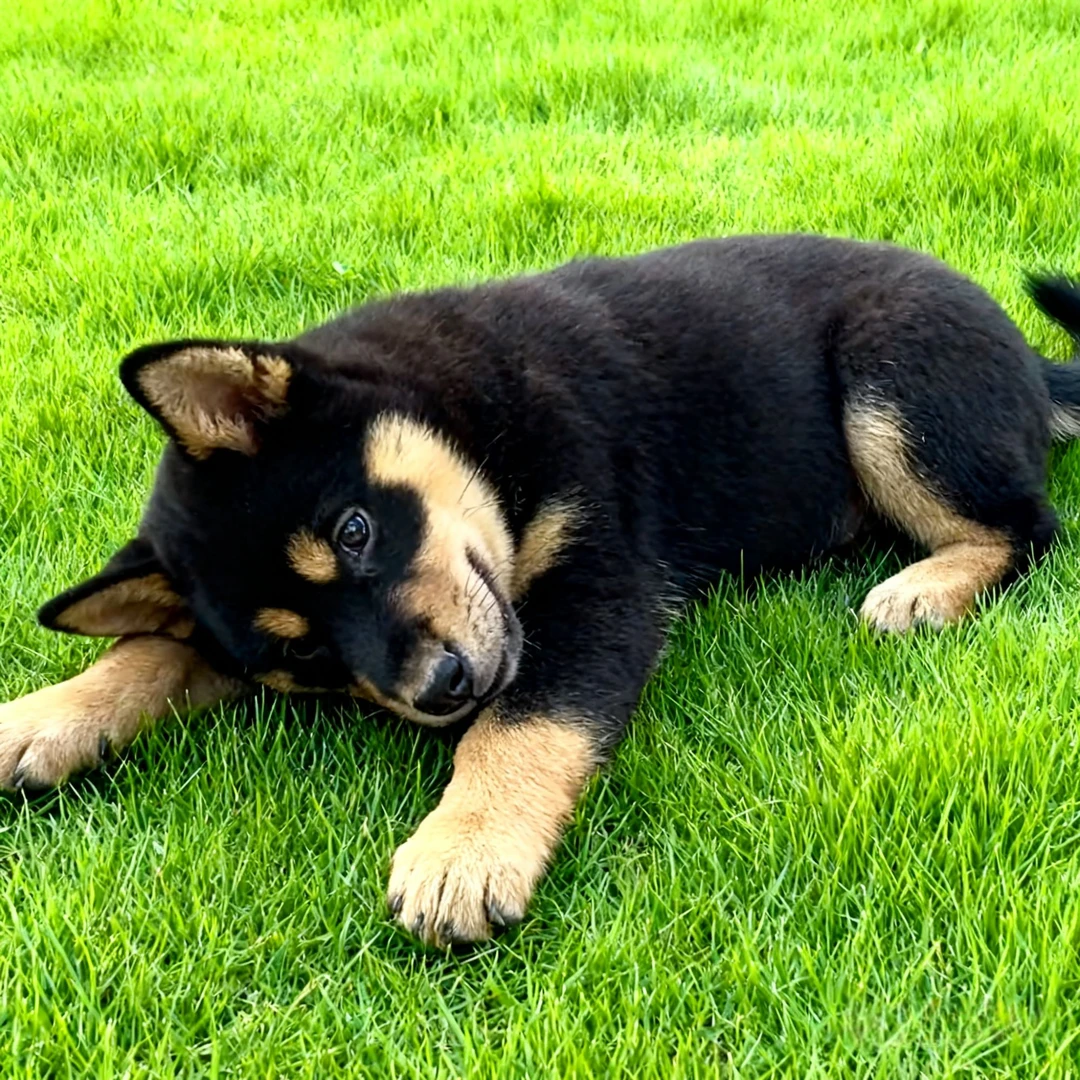 四眼铁包金狗土狗巡山犬护主猎犬看家护院农村广西土可爱看门狗狗