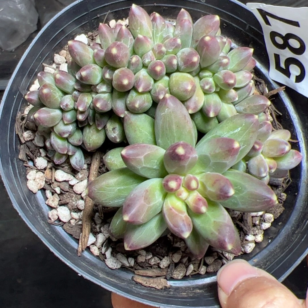 587 满38包邮一物一拍