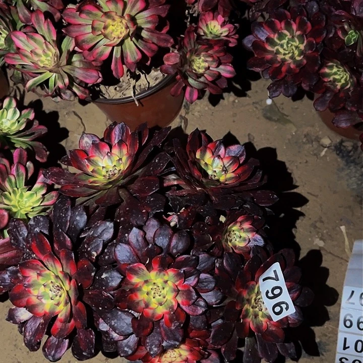 796火烧云多肉植物处理不售后