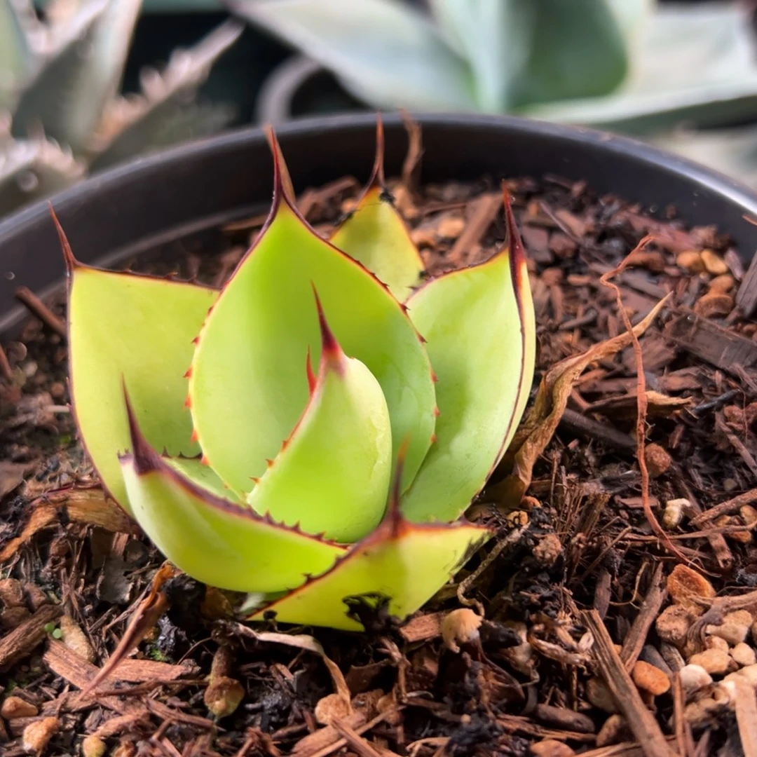 无花朵多肉植物龙舌兰道