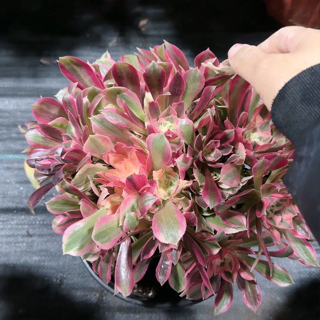 668多肉多肉女神