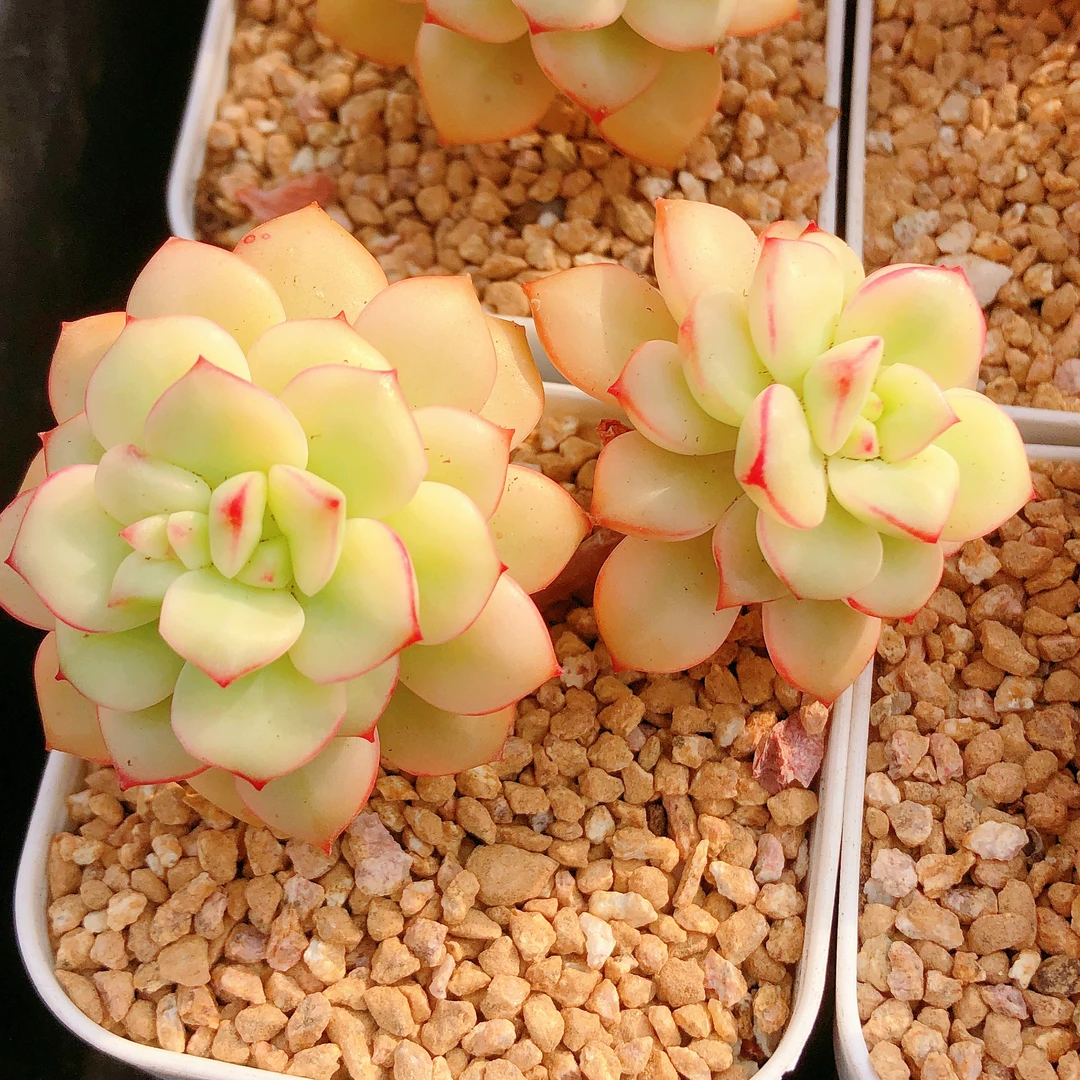 多肉植物  双头探戈锦一颗（尺寸4-5左右）满28包邮除偏远