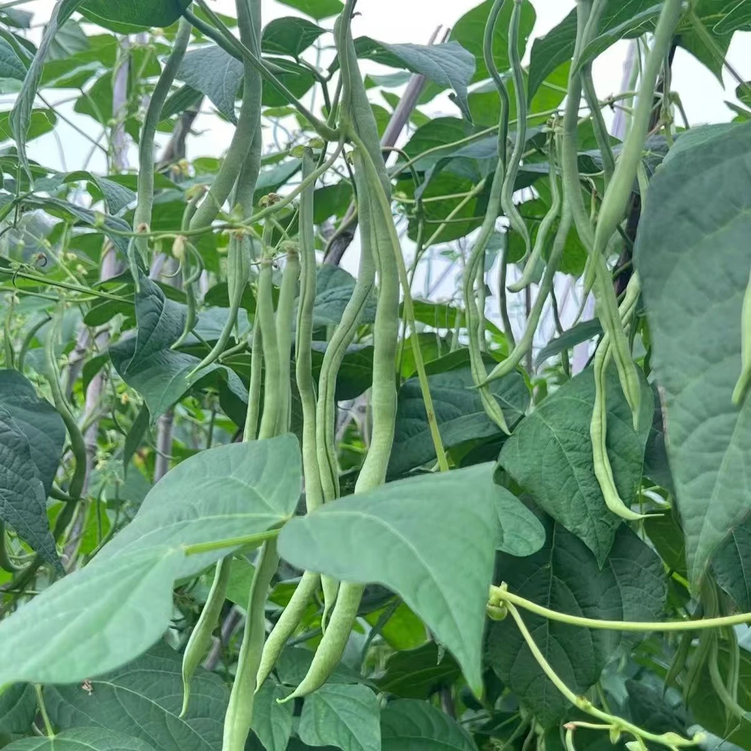 【新鲜无筋豆架豆王】云南高山露天无筋豆架豆王新鲜采摘发货