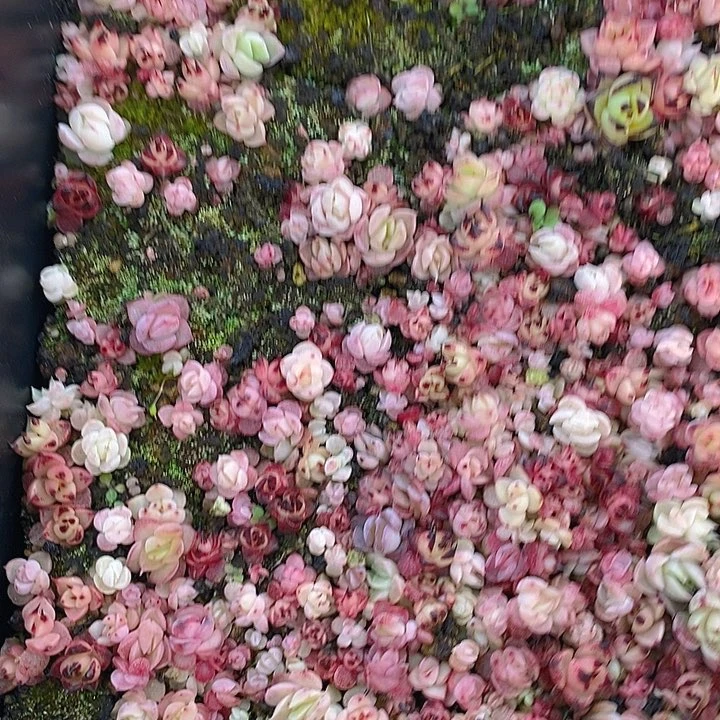 367 多肉植物盆栽花卉植物