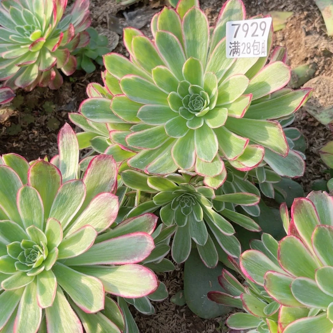 C. 7929孔雀翎多肉