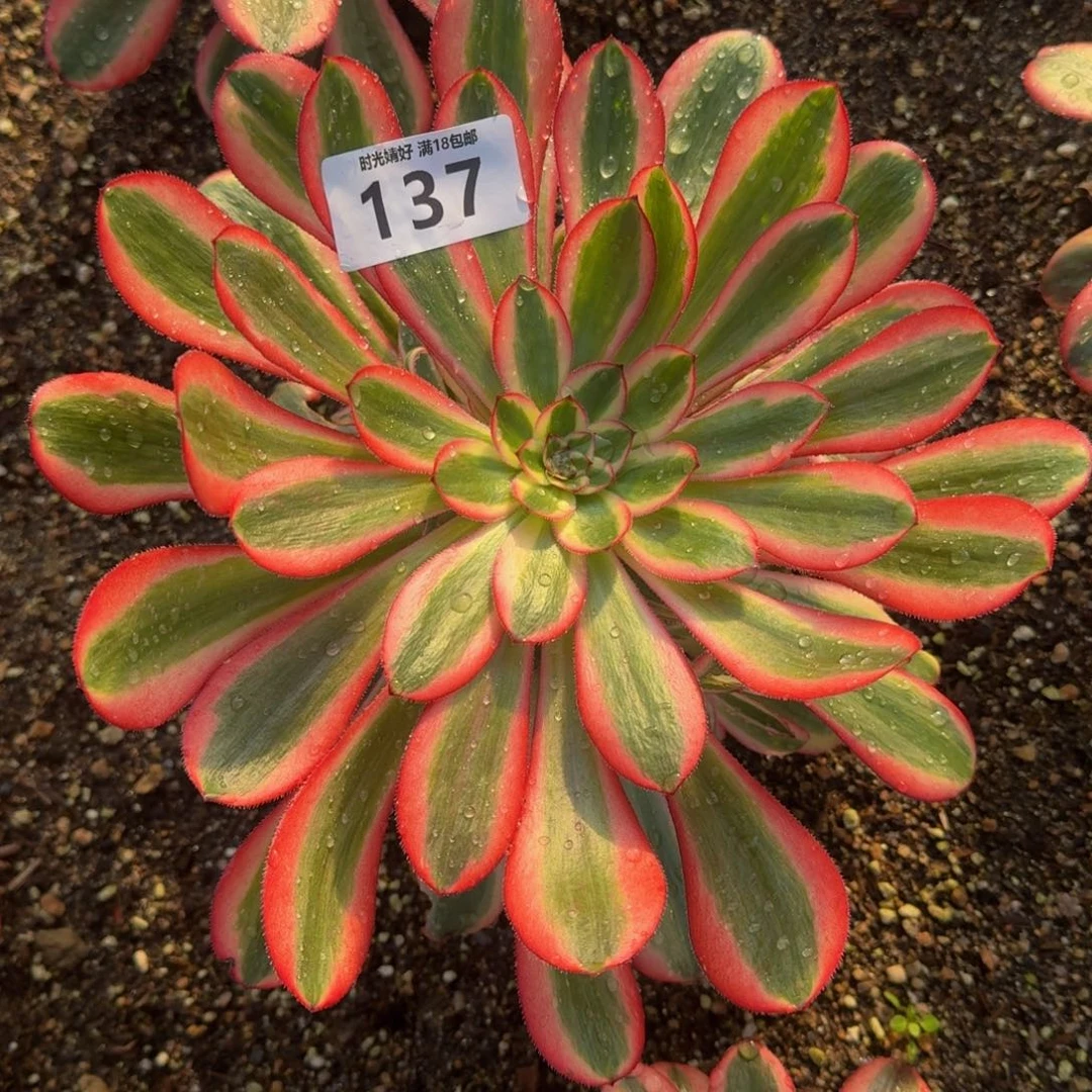 137初恋。多肉植物