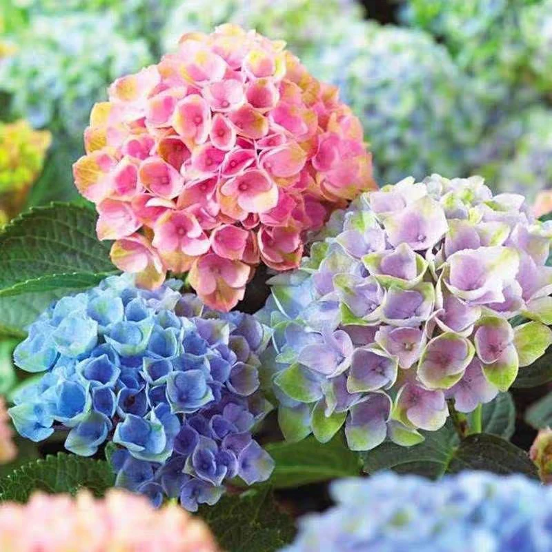 【魔幻系列绣球花】绣球花老桩带盆带土发货