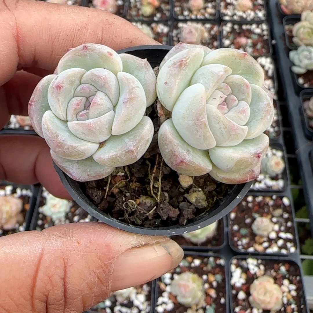 多肉小卡拉米糖心一物一拍