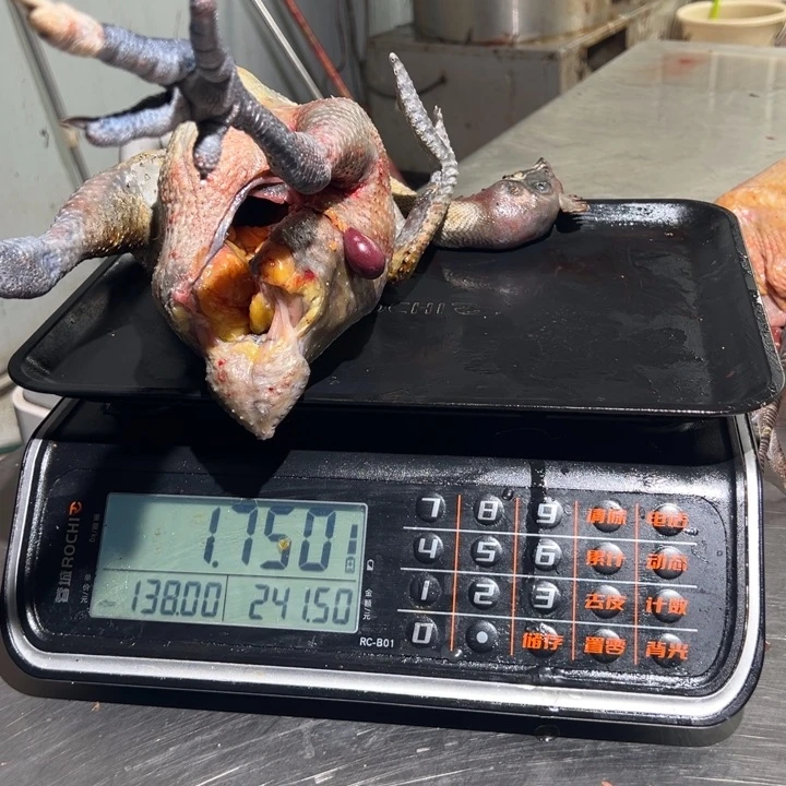 一号母鸡食用农产品中国大陆听*