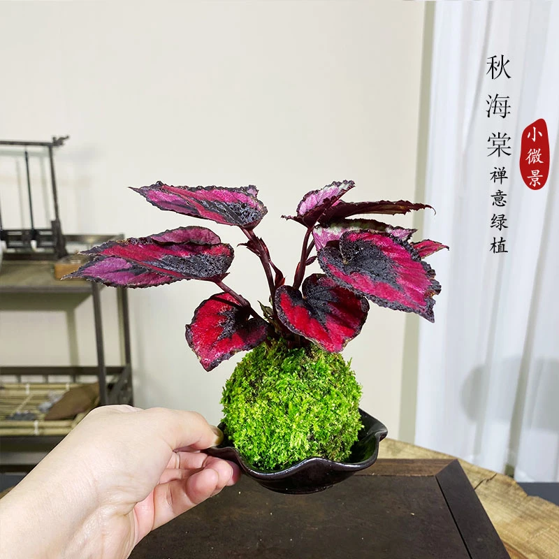 【翊然】秋海棠苔藓球绿植室内绿植观叶绿植好养耐活