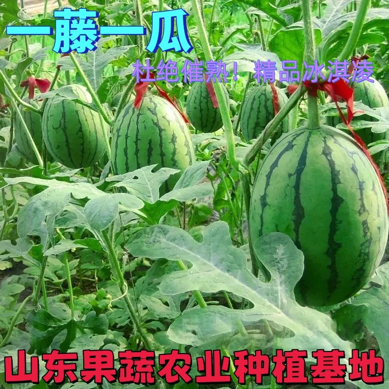 现摘山东2k糖丸新鲜水果蜜甜多汁皮薄清甜当季水果新鲜西瓜