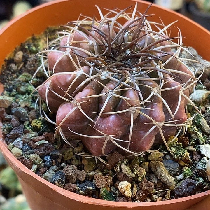 27号实生紫姬圆盘玉6.7公分